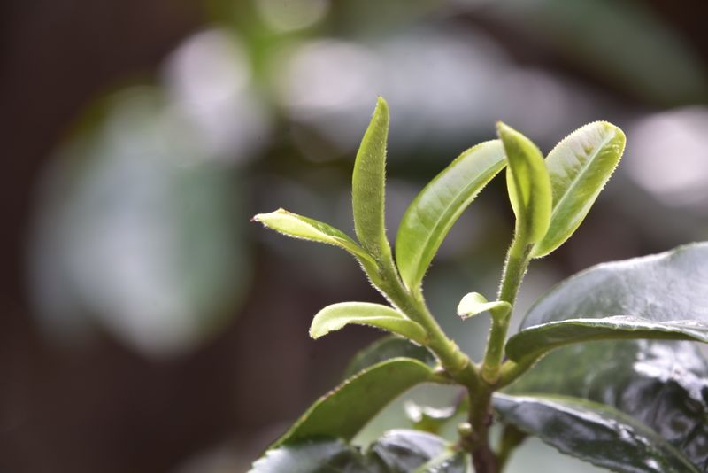 有关于2023年大忠山古树春茶：1800-3000元的资讯