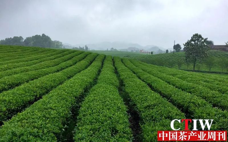 关于茶产业专家聚贵州 共话茶事助推“黔茶出海”的内容