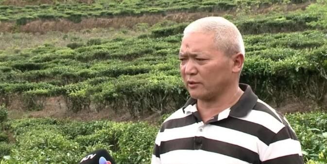 有关于南涧县：推进茶产业绿色发展 助力乡村振兴的信息(7)