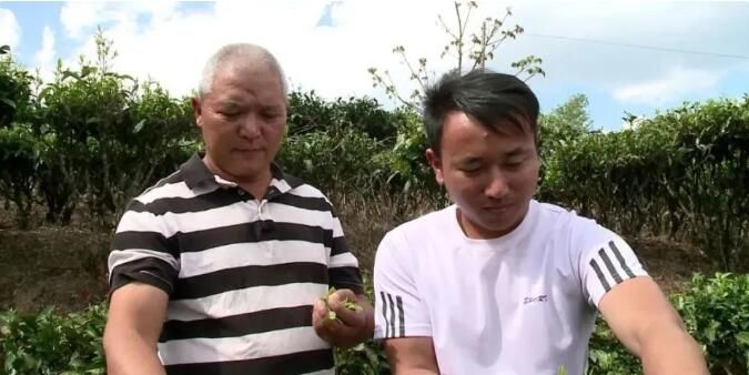 有关于南涧县：推进茶产业绿色发展 助力乡村振兴的信息(9)