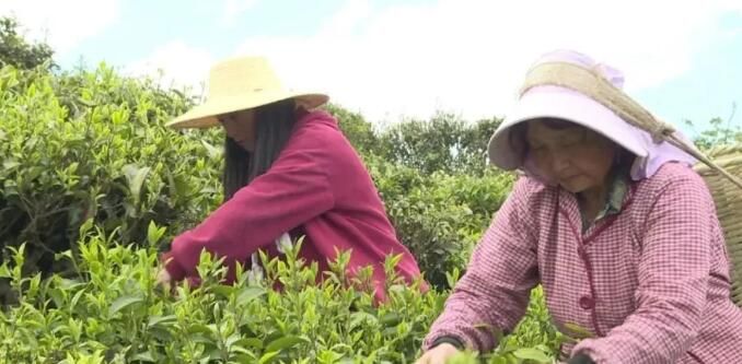 有关于南涧县：推进茶产业绿色发展 助力乡村振兴的信息(2)