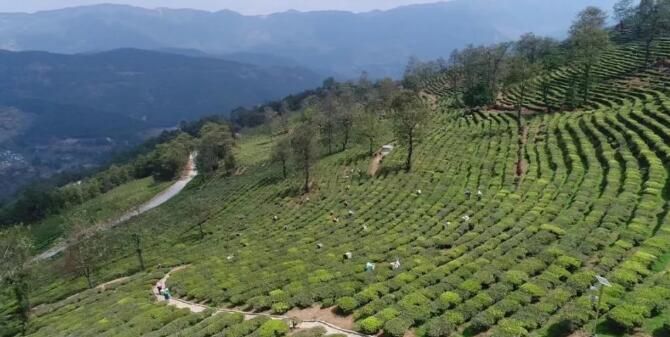 有关于南涧县：推进茶产业绿色发展 助力乡村振兴的信息(6)