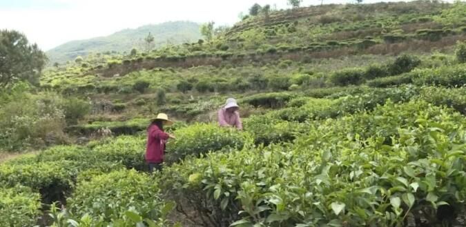 有关于南涧县：推进茶产业绿色发展 助力乡村振兴的信息(1)