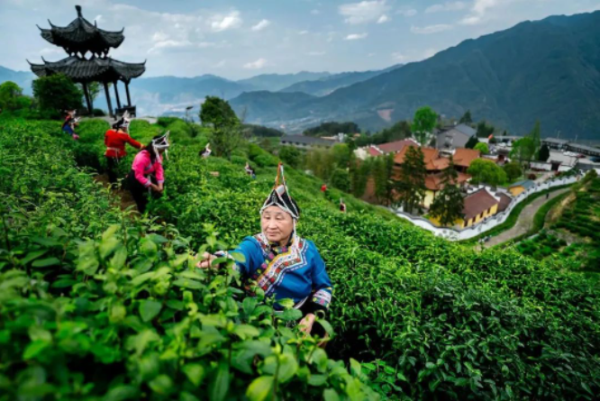 关于景宁惠明茶产业振兴大会开幕的最新消息(1)