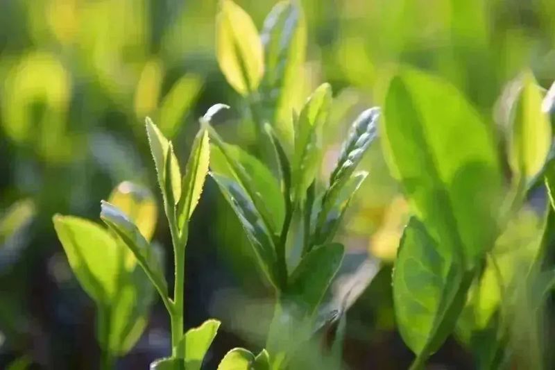 关于乌龙出海:安溪茶的厦门远航之旅的消息(2)