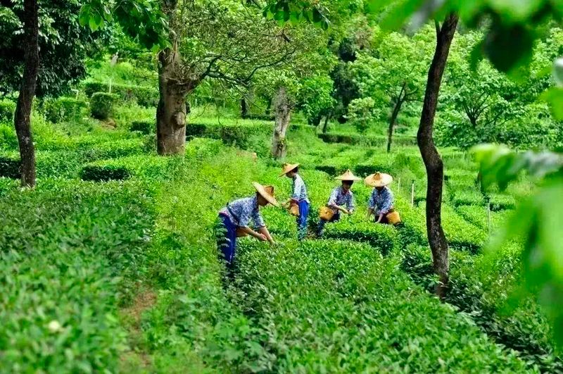 关于乌龙出海:安溪茶的厦门远航之旅的消息(7)