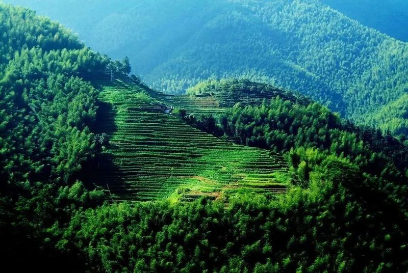 关于乌龙出海:安溪茶的厦门远航之旅的消息