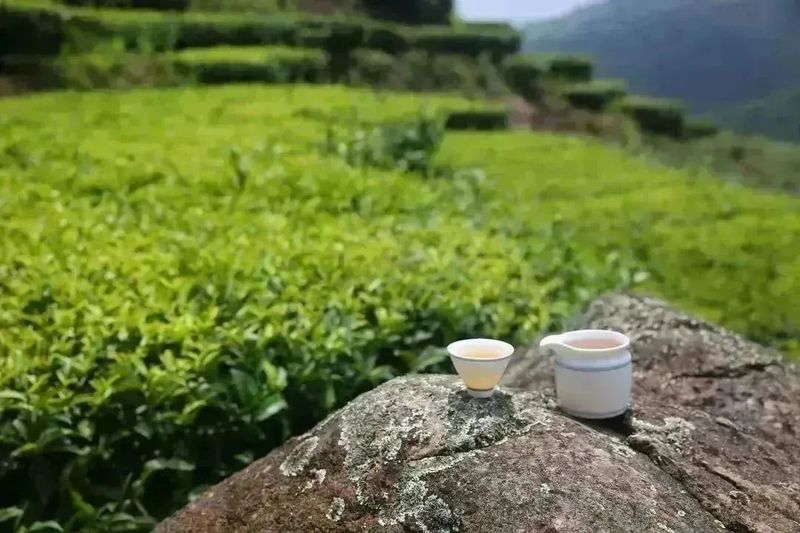 关于乌龙出海:安溪茶的厦门远航之旅的消息(5)