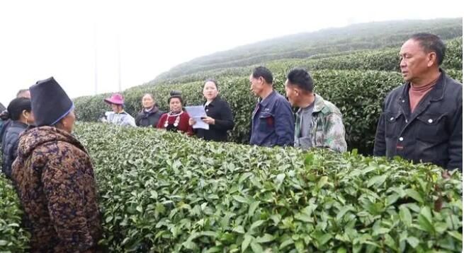 有关于丹寨：理论宣讲 “进茶园”“进乡村”的内容