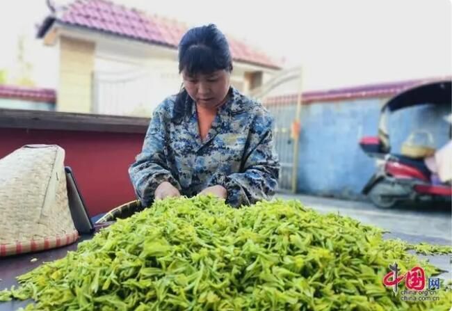 有关于江西安福：明前吐新绿 春日采茶忙的消息(1)