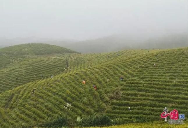 有关于江西安福：明前吐新绿 春日采茶忙的消息(2)