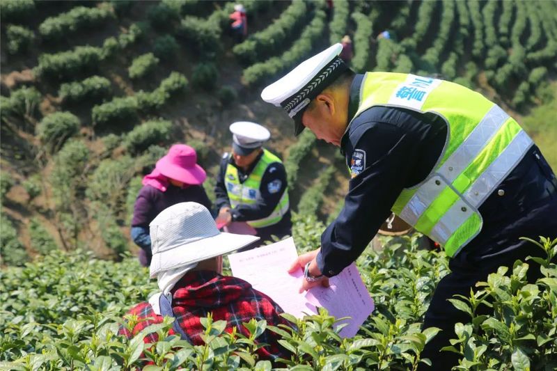 有关于广德公安交警“四个强化”护航采茶季助春茶飘香的相关内容(3)