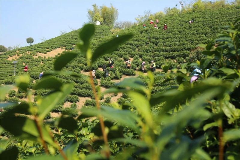 有关于广德公安交警“四个强化”护航采茶季助春茶飘香的相关内容