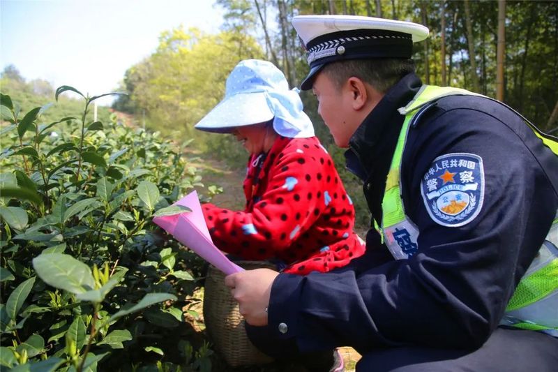 有关于广德公安交警“四个强化”护航采茶季助春茶飘香的相关内容(4)