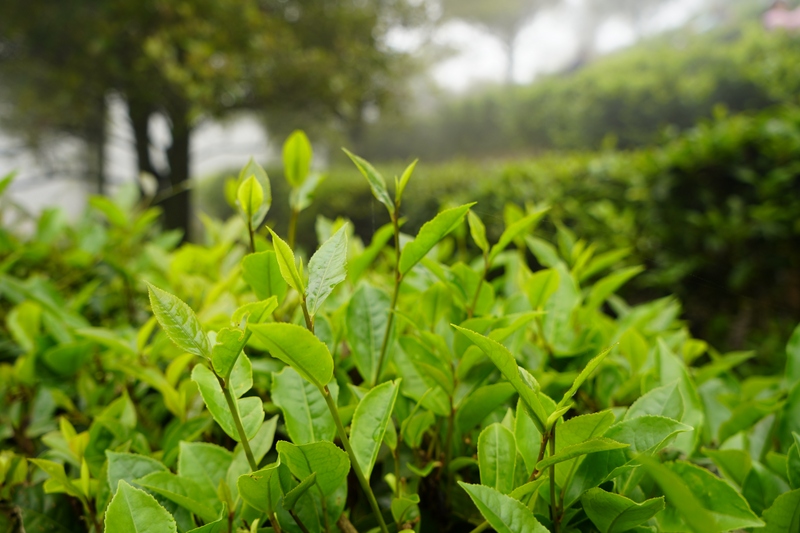 有关于2023年浦北县茶产业发布会在平睦镇五峰山召开的相关内容(3)