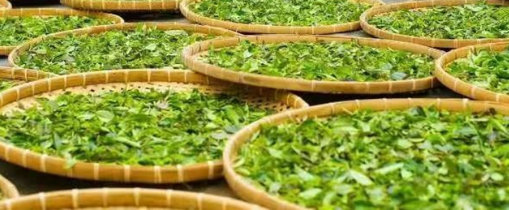 有关于2023年浦北县茶产业发布会在平睦镇五峰山召开的相关内容(4)