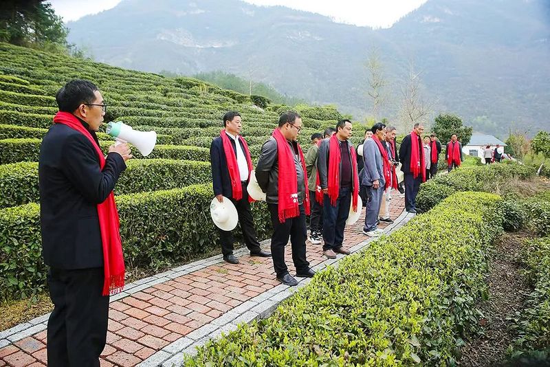 有关于以茶为媒 以贤赋能 小村庄举办采茶节助力乡村振兴的消息(2)