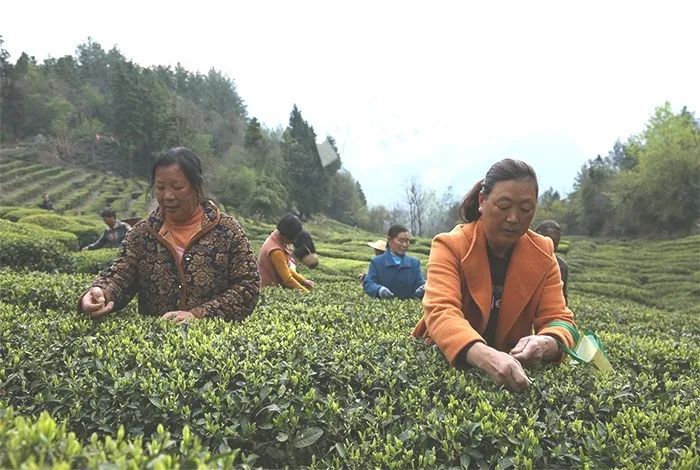 有关于以茶为媒 以贤赋能 小村庄举办采茶节助力乡村振兴的消息(1)