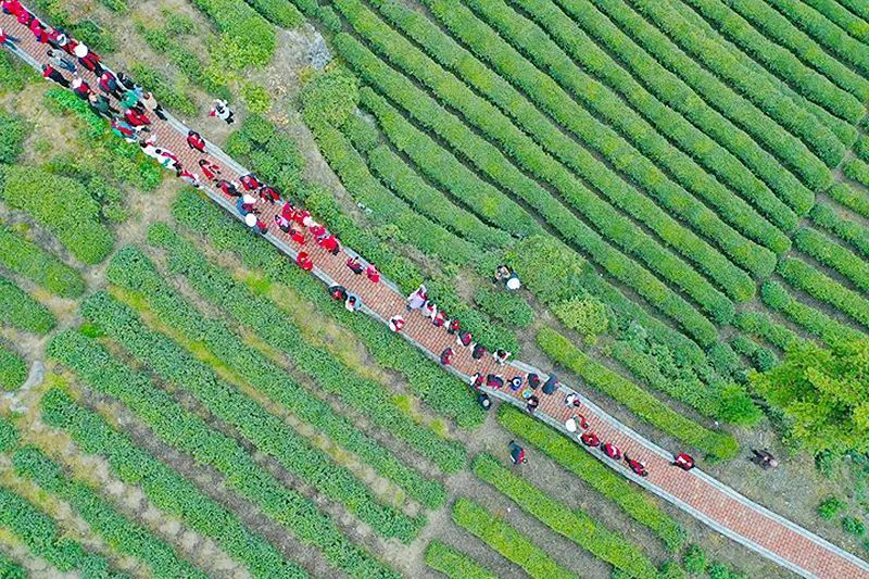 有关于以茶为媒 以贤赋能 小村庄举办采茶节助力乡村振兴的消息