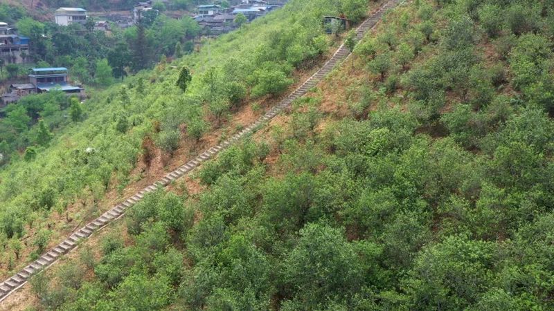 有关于镇康县举行2023年“镇康马鞍山茶”春茶开采仪式的相关内容(4)