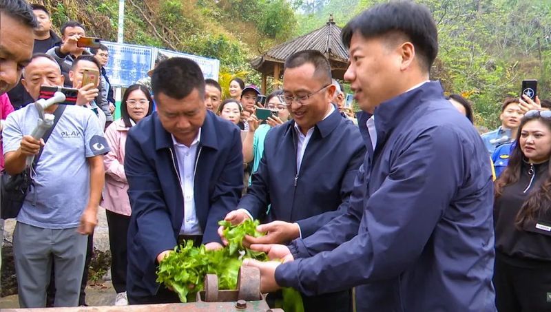 有关于镇康县举行2023年“镇康马鞍山茶”春茶开采仪式的相关内容(3)