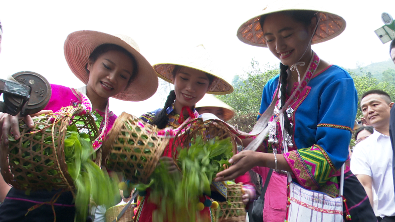 有关于镇康县举行2023年“镇康马鞍山茶”春茶开采仪式的相关内容(2)