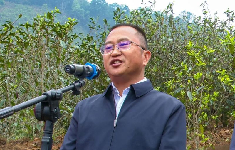 有关于镇康县举行2023年“镇康马鞍山茶”春茶开采仪式的相关内容