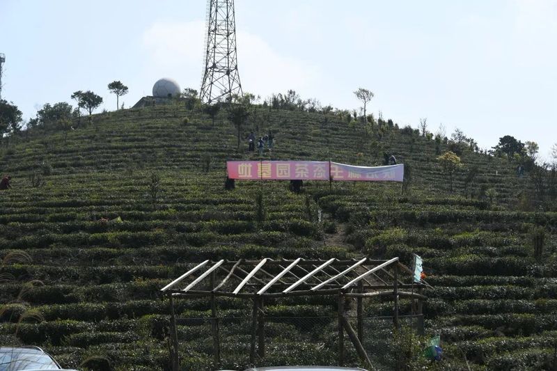 有关于太平：高山生态茶园春色美 自助采茶催热“茶”经济的相关信息(6)