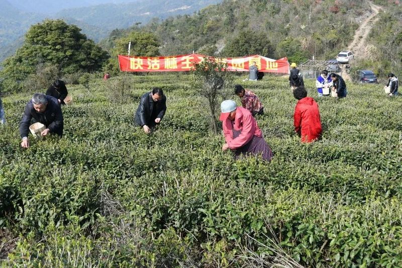有关于太平：高山生态茶园春色美 自助采茶催热“茶”经济的相关信息(7)