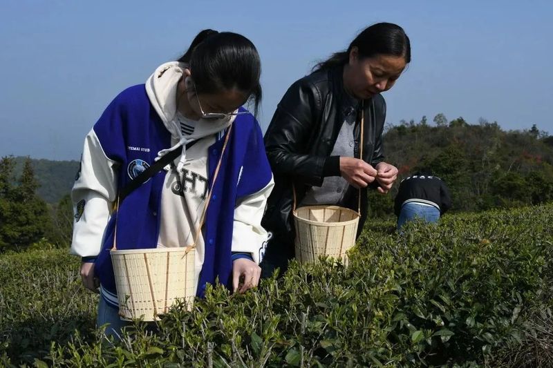 有关于太平：高山生态茶园春色美 自助采茶催热“茶”经济的相关信息(3)