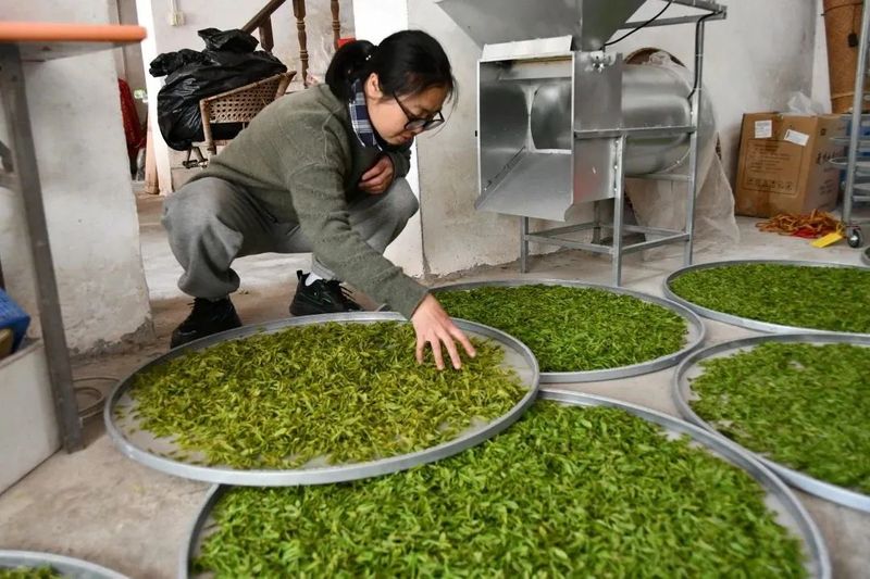 有关于太平：高山生态茶园春色美 自助采茶催热“茶”经济的相关信息(8)