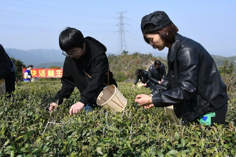 有关于太平：高山生态茶园春色美 自助采茶催热“茶”经济的相关信息(5)