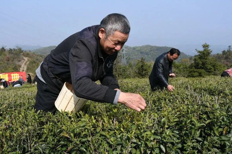 有关于太平：高山生态茶园春色美 自助采茶催热“茶”经济的相关信息(4)