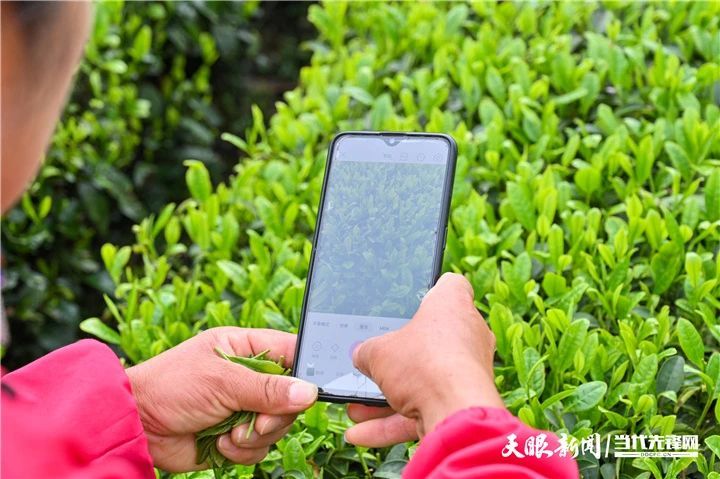 有关于2023年全国双手采茶比赛获奖名单出炉！的消息(19)