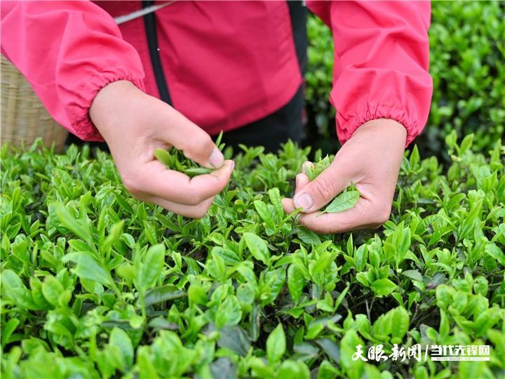 有关于2023年全国双手采茶比赛获奖名单出炉！的消息(10)