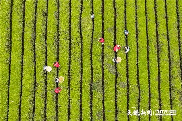 有关于2023年全国双手采茶比赛获奖名单出炉！的消息(13)