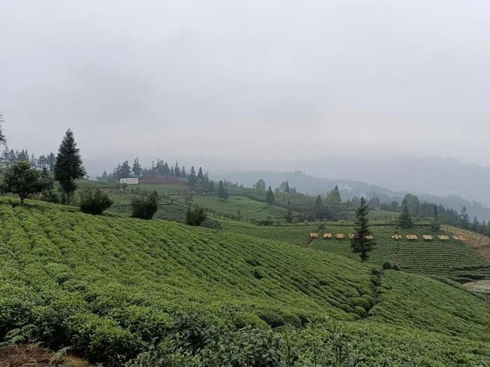 有关于普安县联盟村：茶产业变成“金饭碗”的新闻