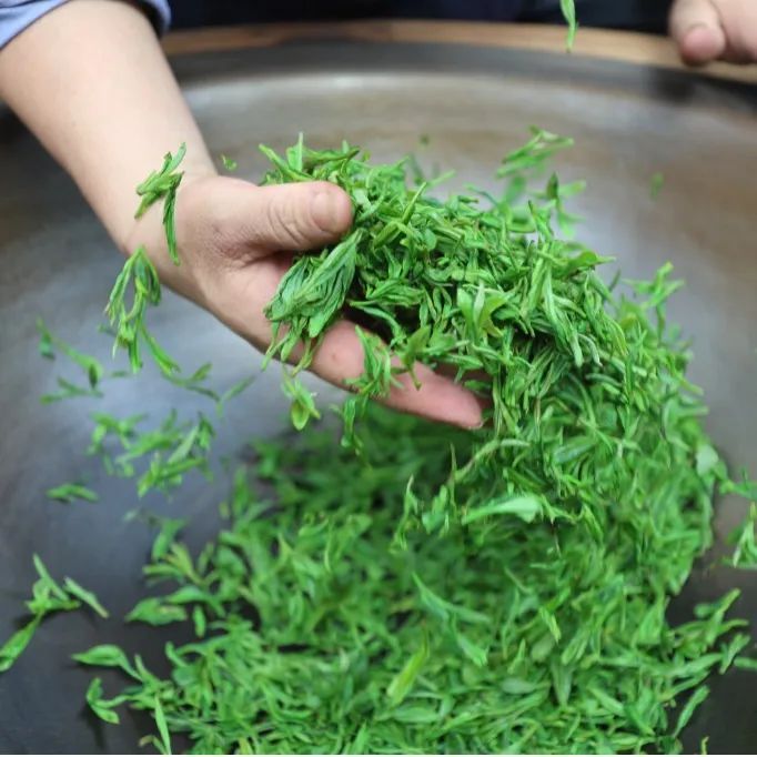 有关于一片茶叶的“功夫竞技”！歙县这里“斗”起来了的信息