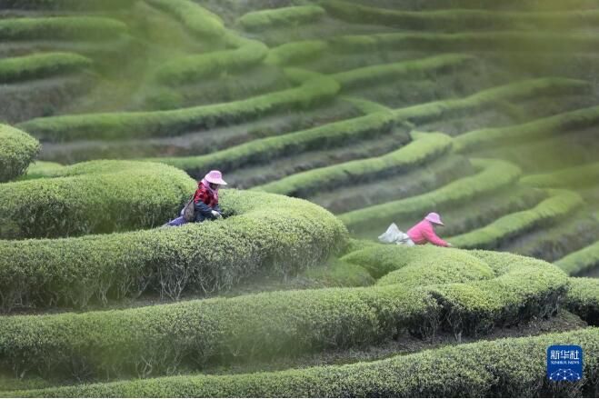 关于福建连江：“茶旅融合”促振兴的消息(1)
