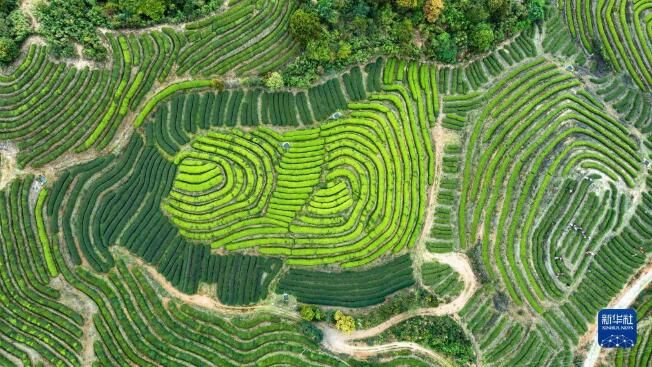 关于福建连江：“茶旅融合”促振兴的消息(4)