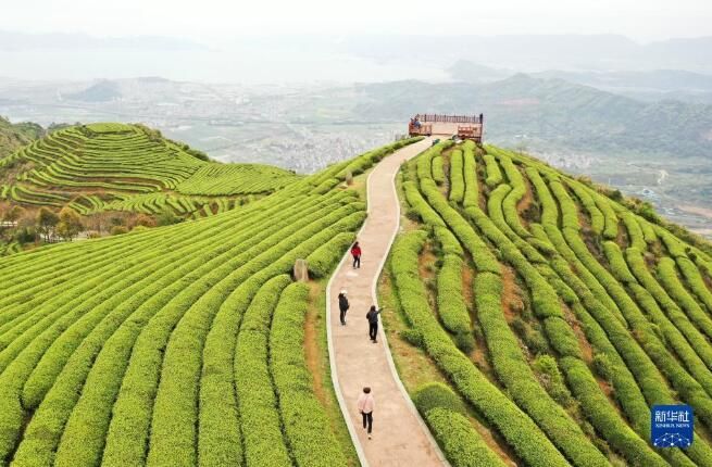 关于福建连江：“茶旅融合”促振兴的消息(2)