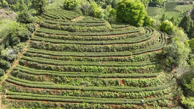 有关于千年闽茶出海忙的信息(1)