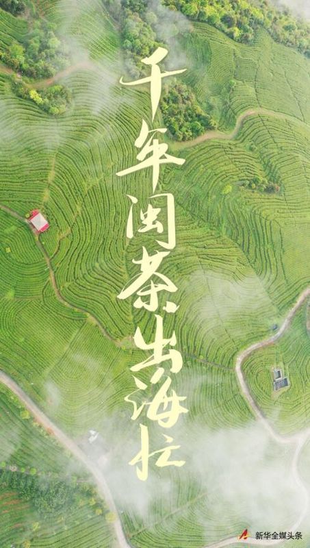 有关于千年闽茶出海忙的信息