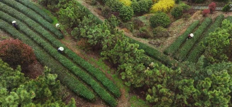 有关于机制护航，塑强“日照绿茶”品牌的相关信息(4)