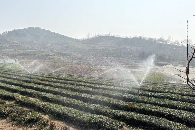 有关于机制护航，塑强“日照绿茶”品牌的相关信息(3)