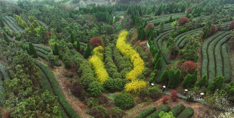 有关于机制护航，塑强“日照绿茶”品牌的相关信息(6)