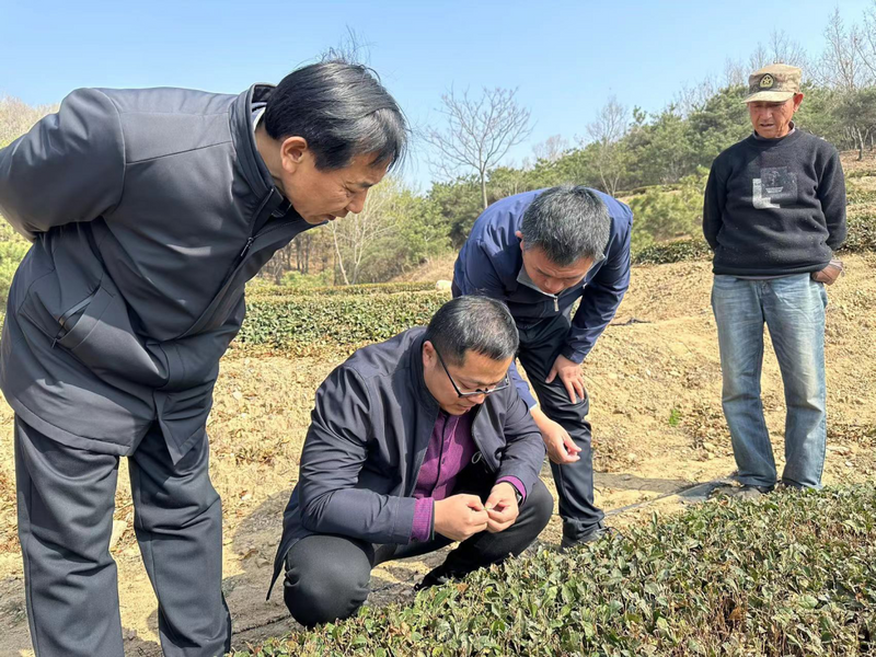 有关于机制护航，塑强“日照绿茶”品牌的相关信息