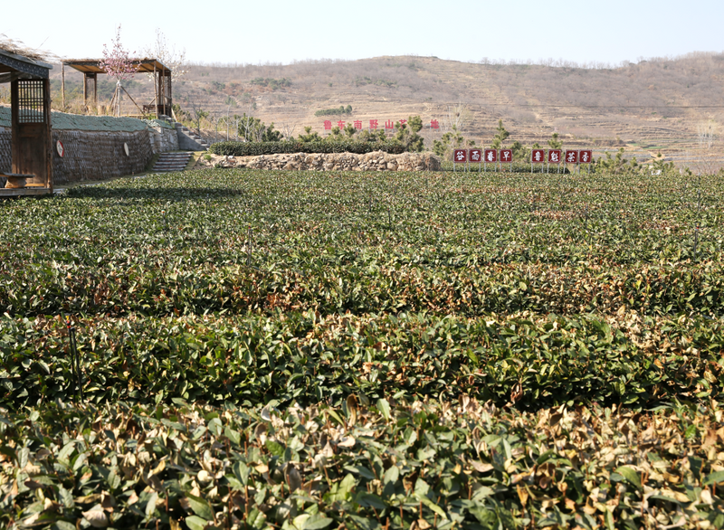 有关于机制护航，塑强“日照绿茶”品牌的相关信息(2)
