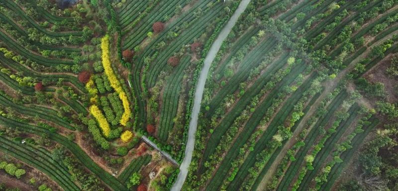 有关于机制护航，塑强“日照绿茶”品牌的相关信息(5)