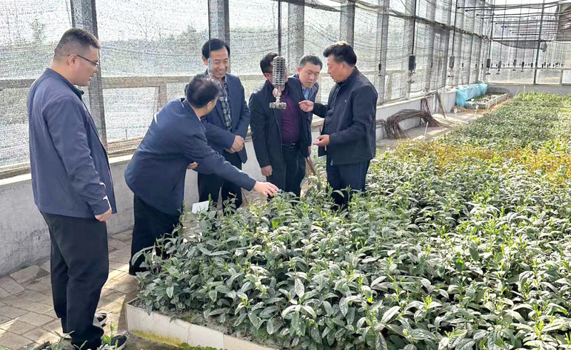 有关于机制护航，塑强“日照绿茶”品牌的相关信息(1)